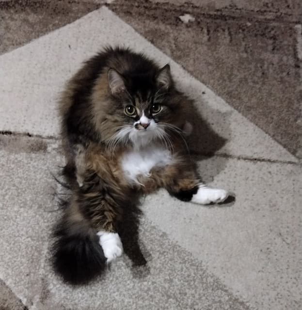 Margo